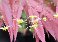 Big bright yellow flowers and elongated reddish foliage